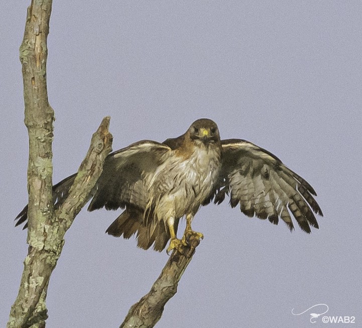 Red-tailed Hawk - ML620898286