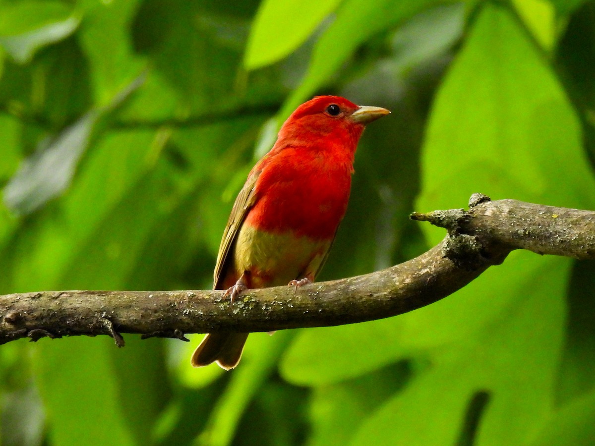 Summer Tanager - Fred Fahmy