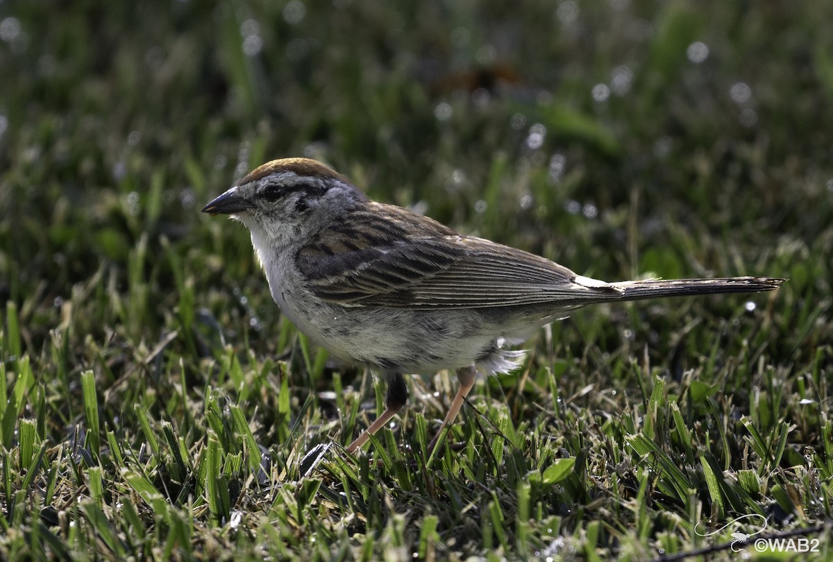 Chipping Sparrow - ML620898304