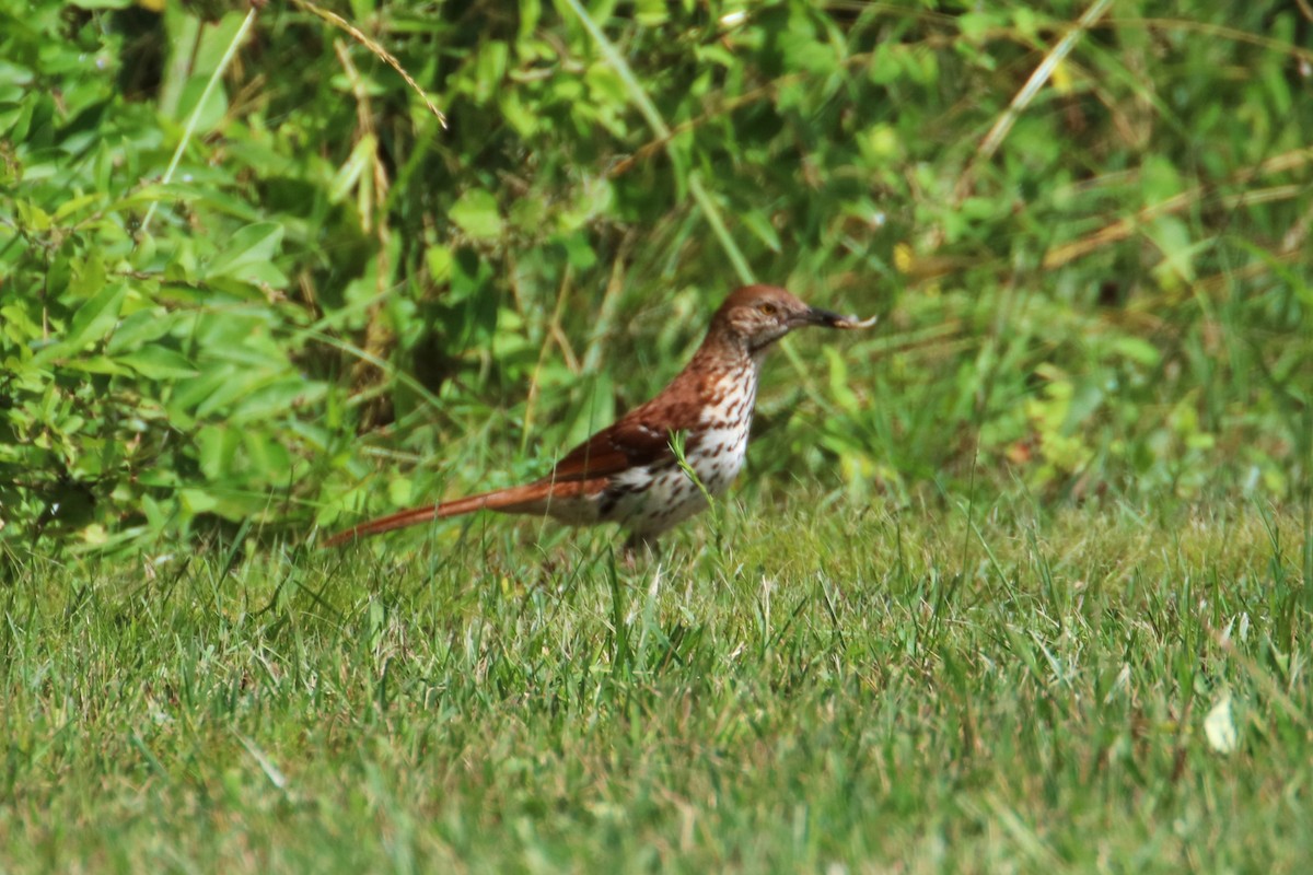 Brown Thrasher - ML620898310