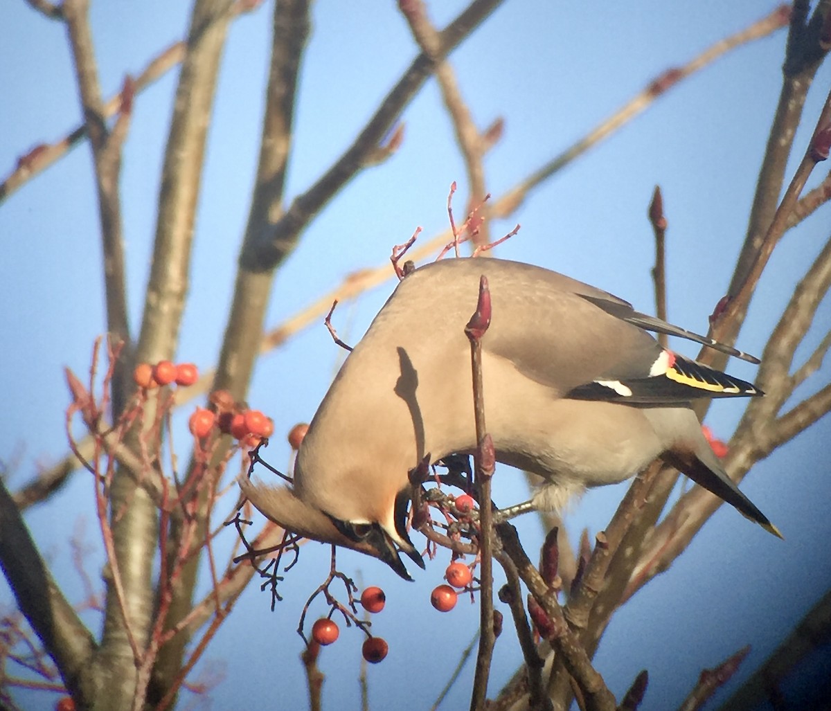 Bohemian Waxwing - ML620898318