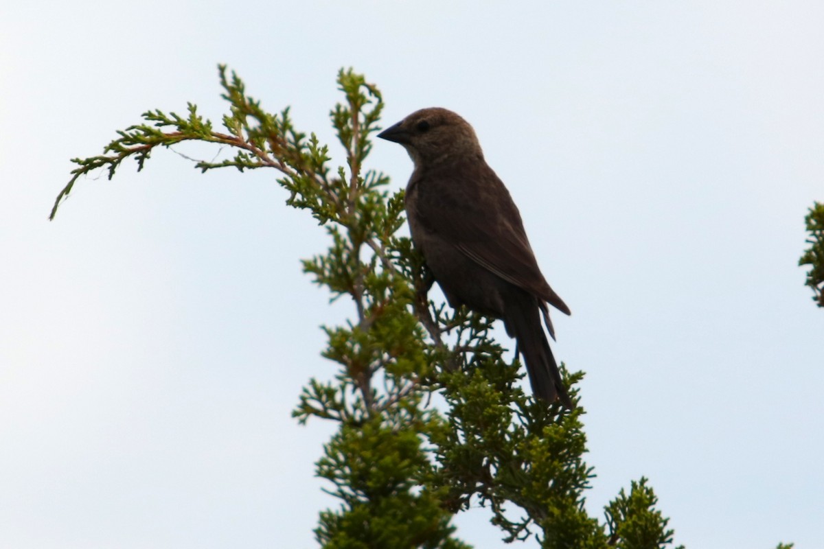 Brown-headed Cowbird - Joli Reising