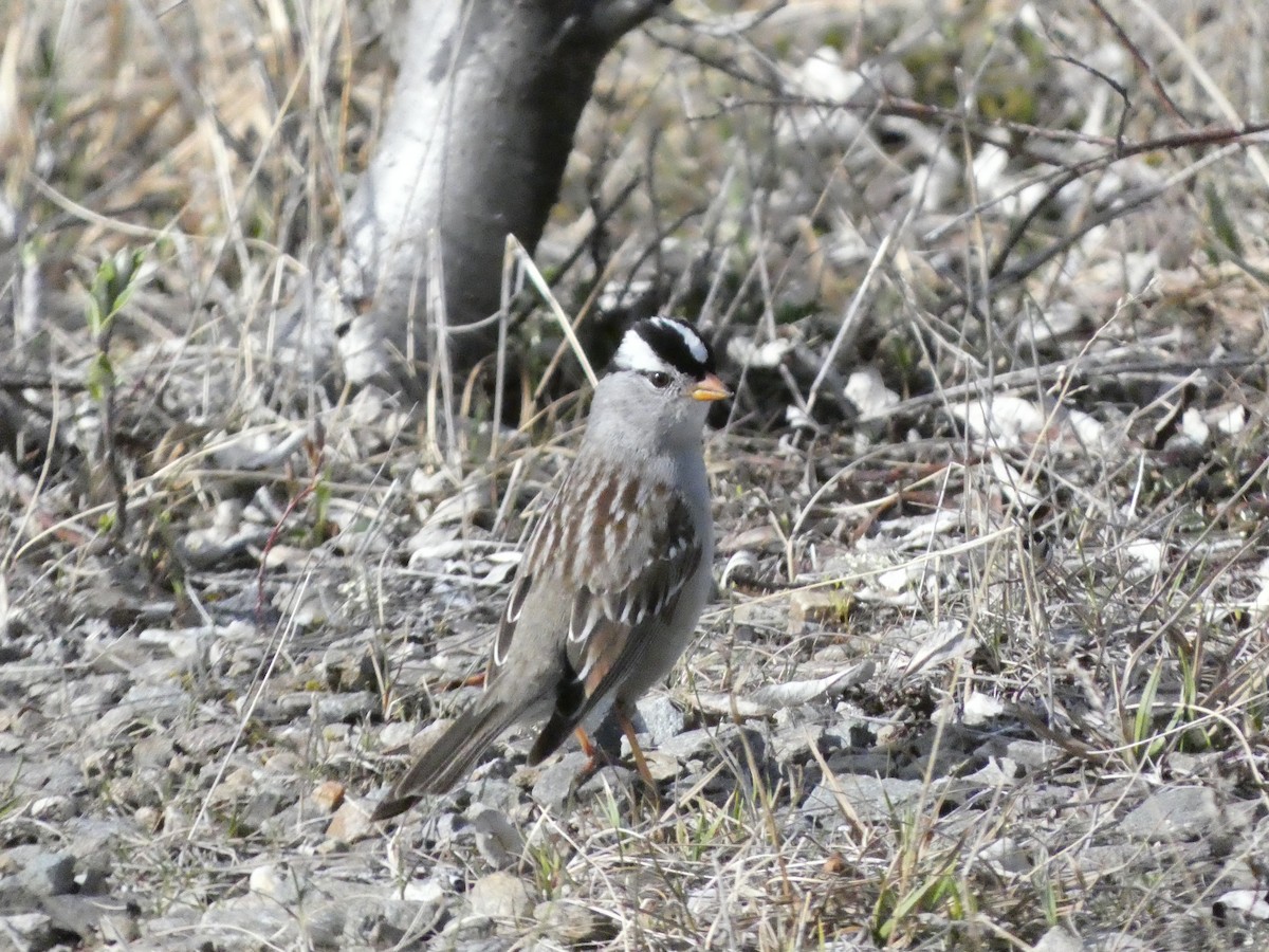 White-crowned Sparrow (Gambel's) - ML620898328