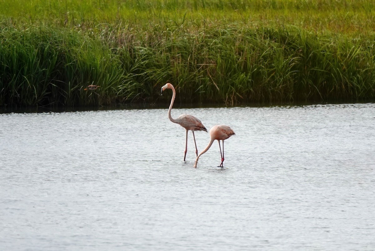 American Flamingo - Pam Vercellone-Smith