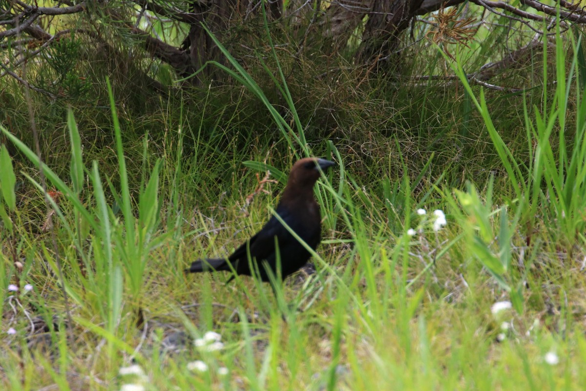 Brown-headed Cowbird - ML620898342