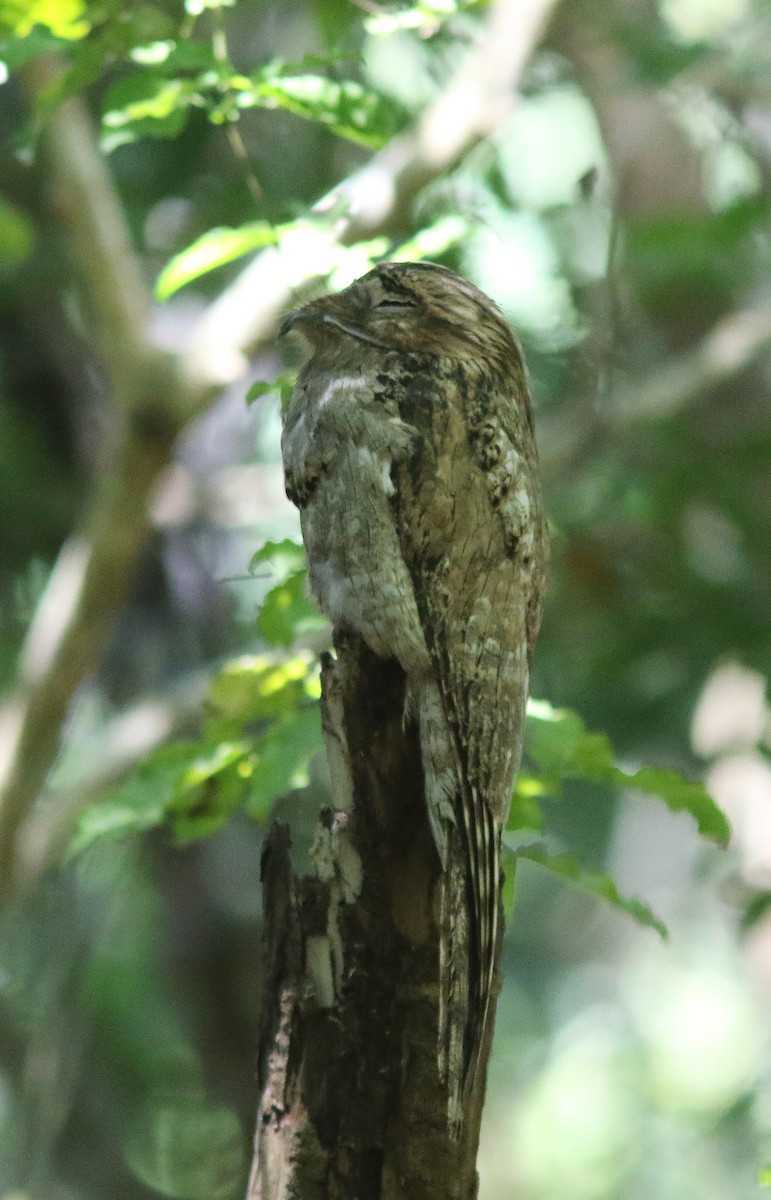Northern Potoo (Middle American) - ML620898372