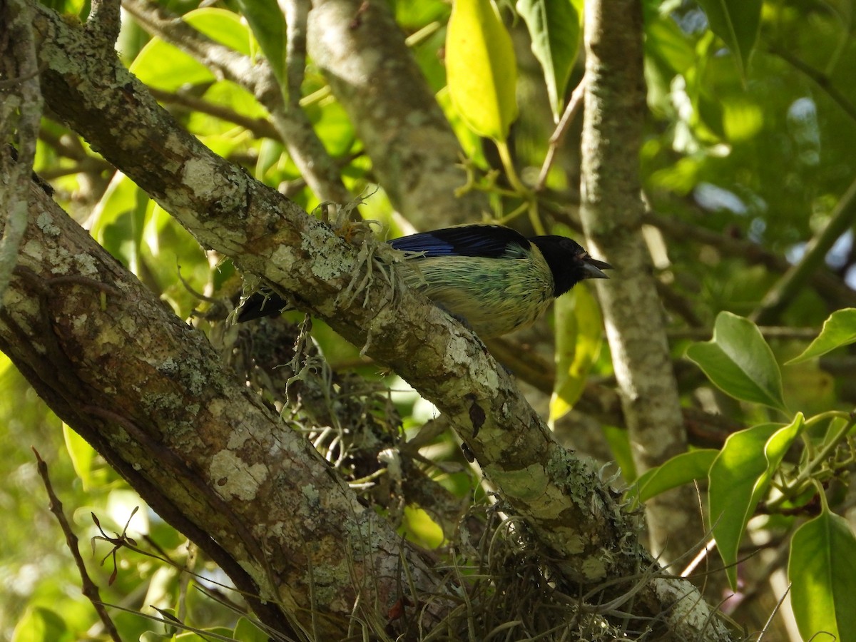 Black-headed Tanager - ML620898376