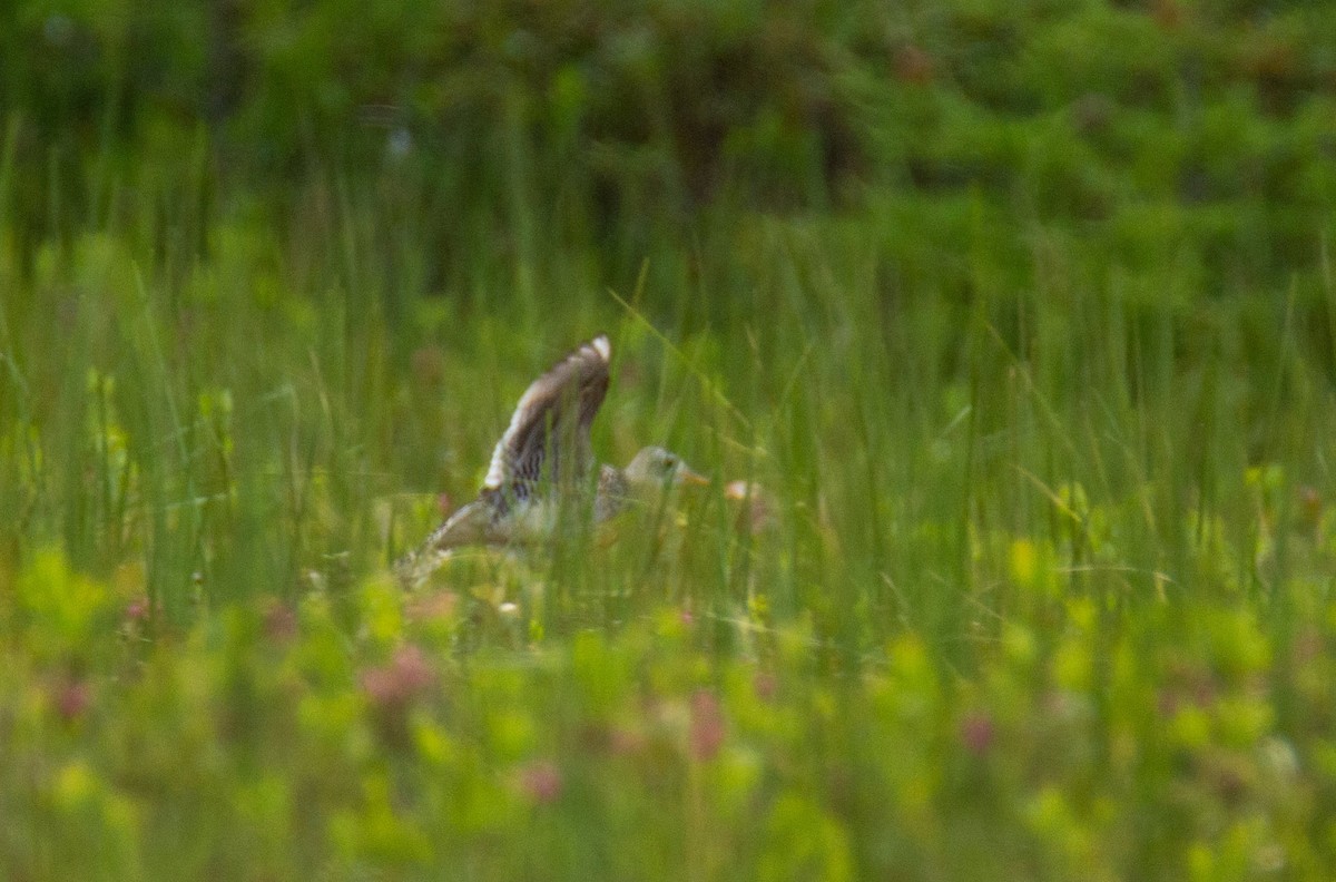 Прерийный кроншнеп - ML620898378