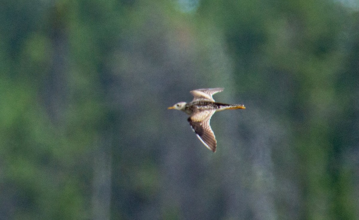 Прерийный кроншнеп - ML620898381