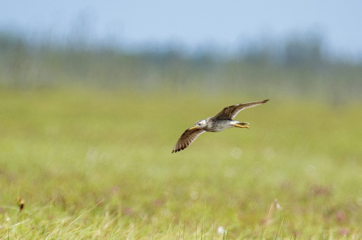 Прерийный кроншнеп - ML620898384