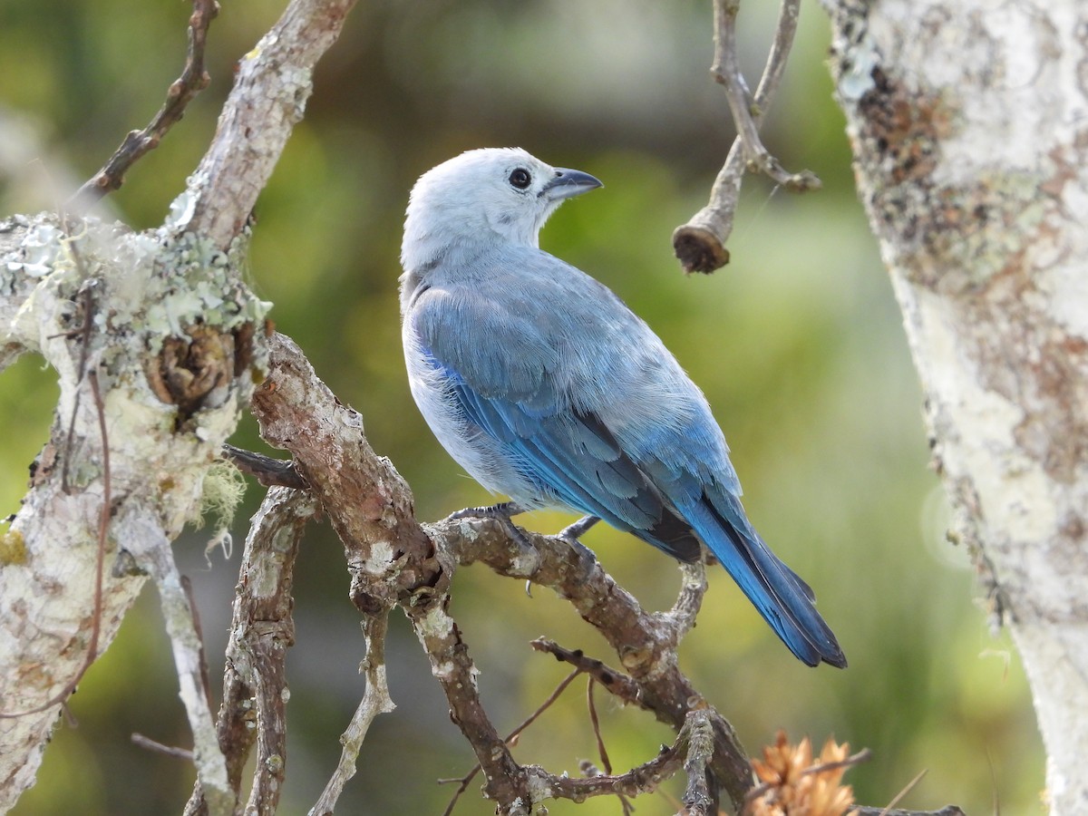 Blue-gray Tanager - ML620898387