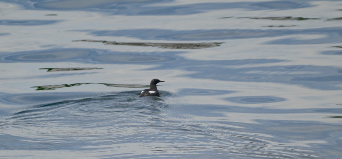 Black Guillemot - ML620898400