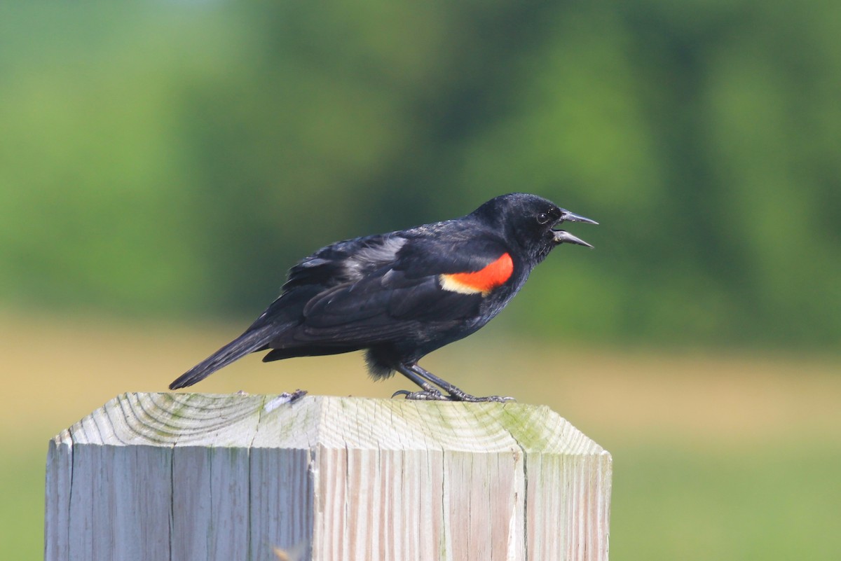 Red-winged Blackbird - Anthony  Popiel