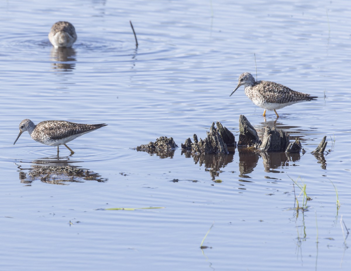 Lesser Yellowlegs - ML620898428