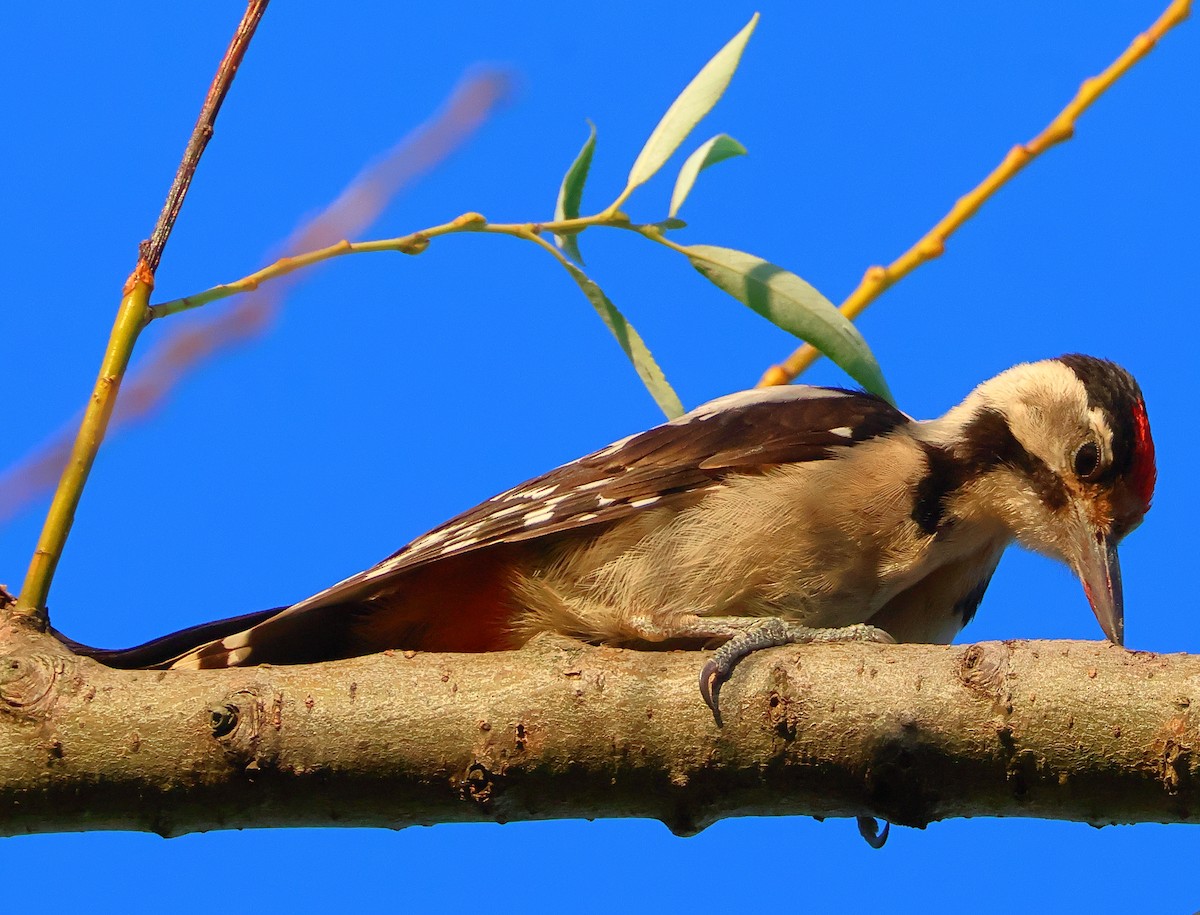 Syrian Woodpecker - ML620898432