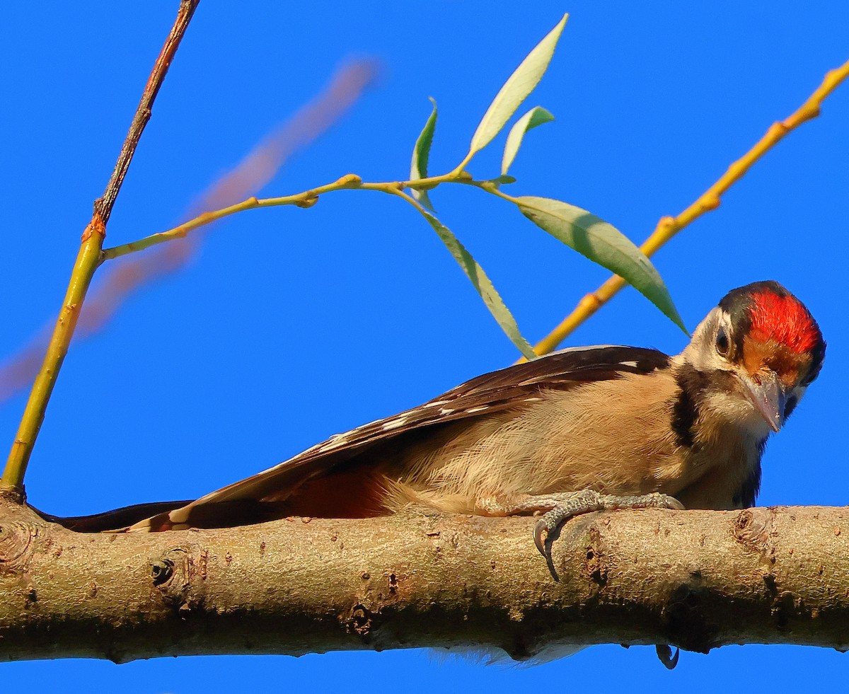 Syrian Woodpecker - ML620898435