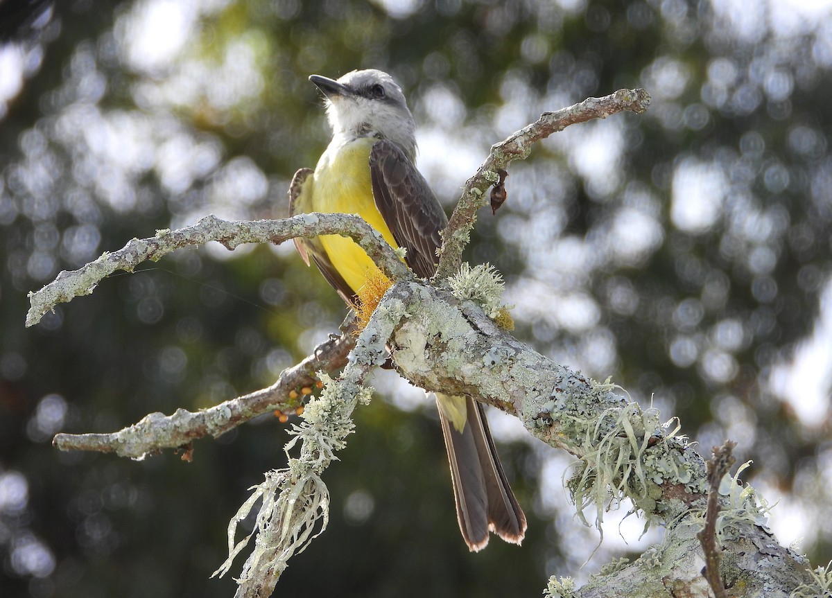 Tropical Kingbird - ML620898439