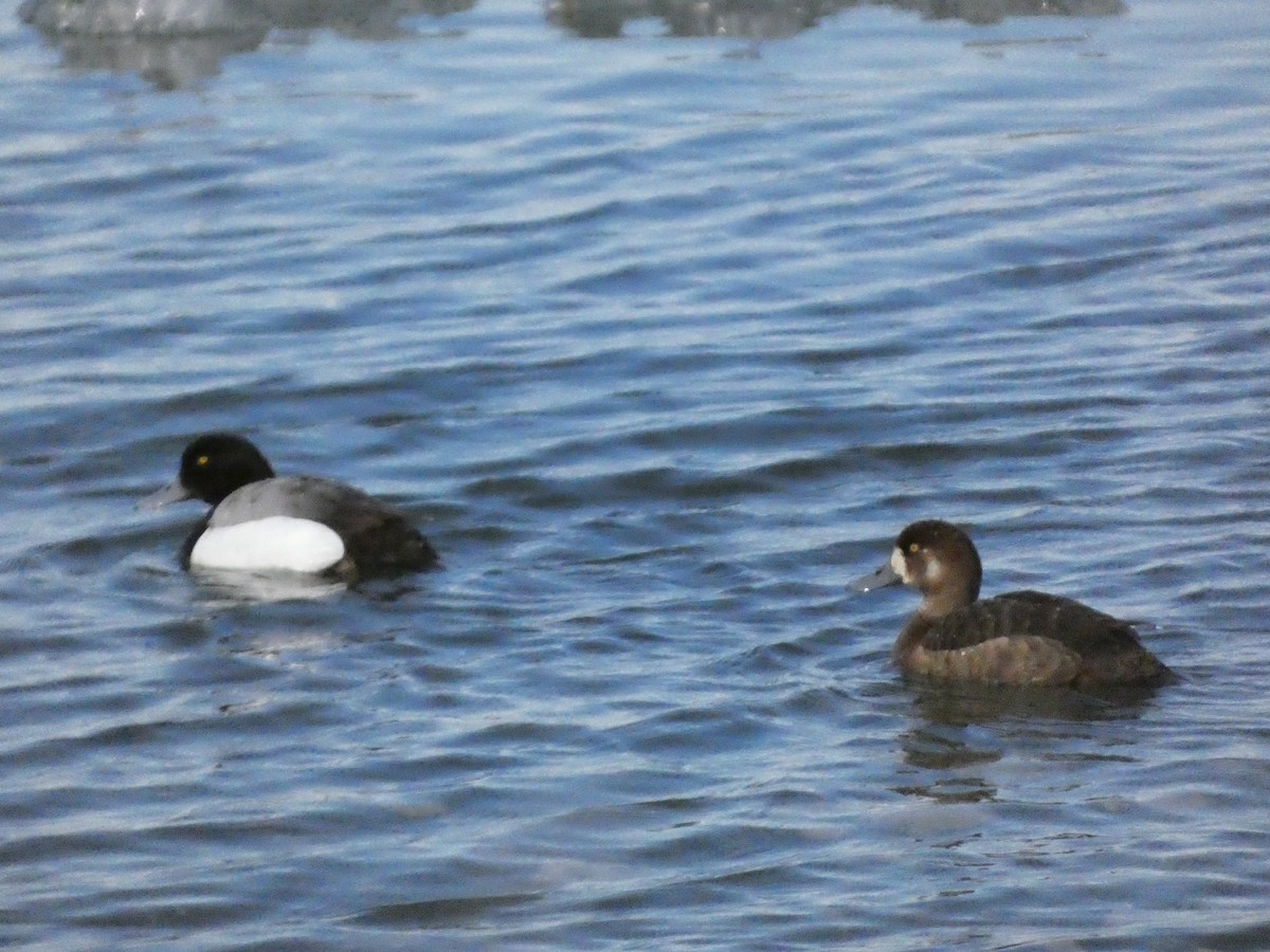 Greater Scaup - ML620898452