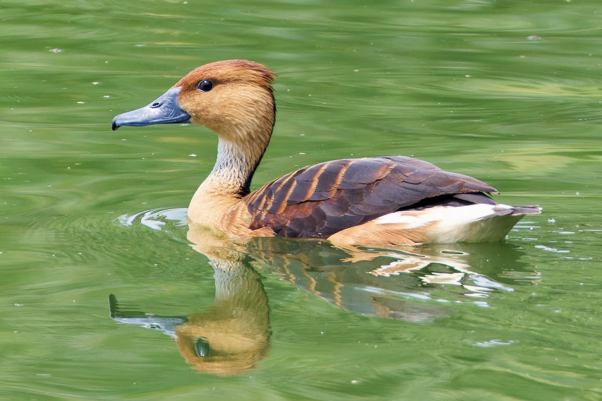 Fulvous Whistling-Duck - ML620898517
