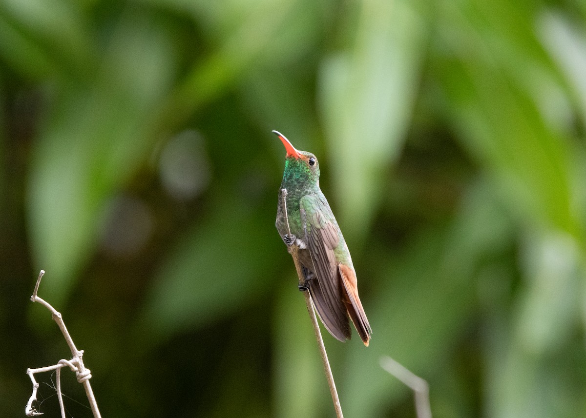 Rufous-tailed Hummingbird (Rufous-tailed) - ML620898521