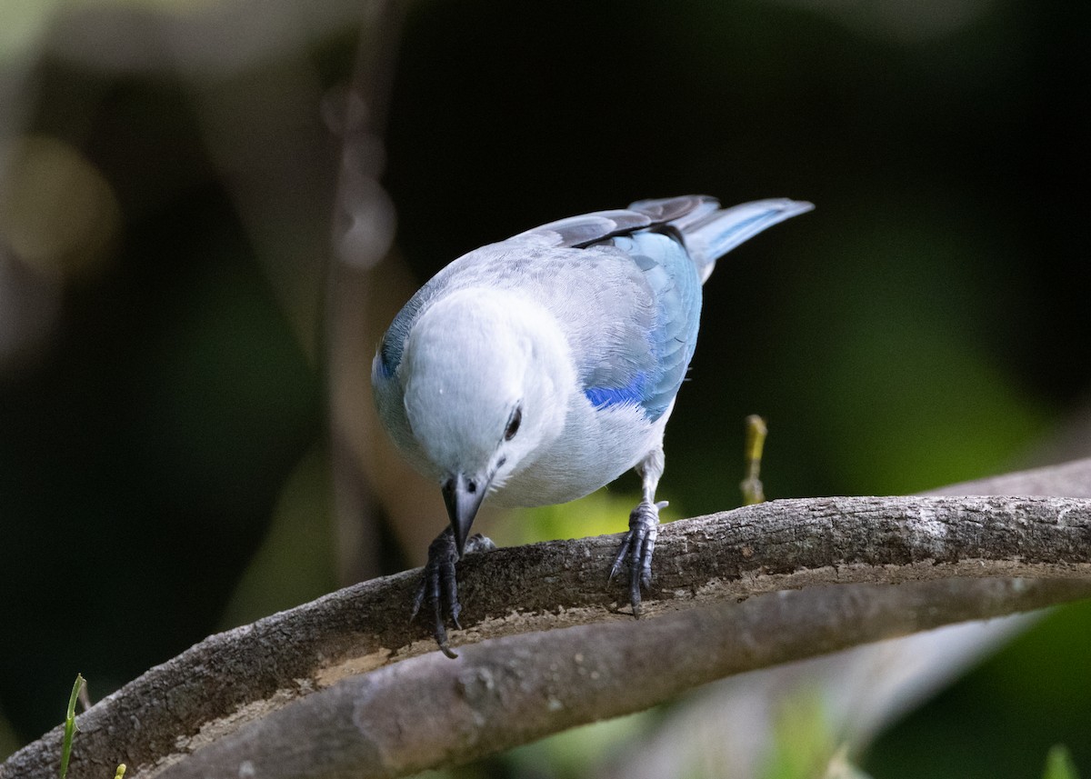 Blue-gray Tanager - ML620898522