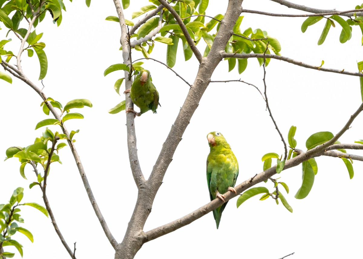 Orange-chinned Parakeet - ML620898526