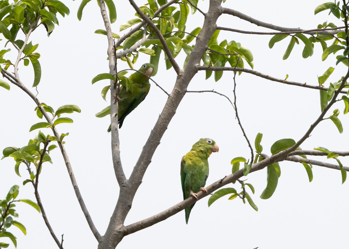 Orange-chinned Parakeet - ML620898529