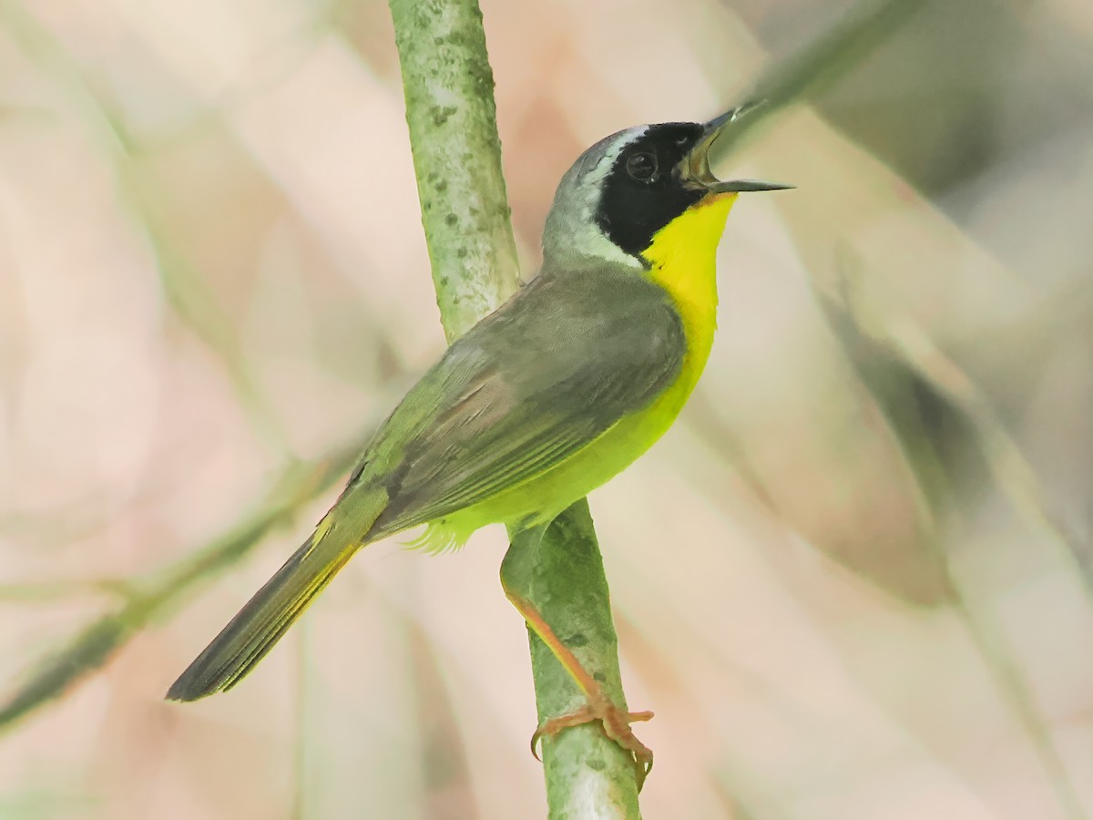 Common Yellowthroat - ML620898544