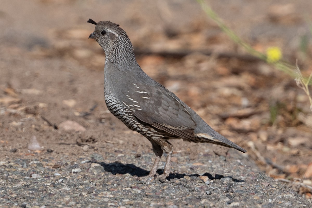 California Quail - ML620898552