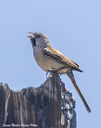 Black-chinned Sparrow - Susan Newlin