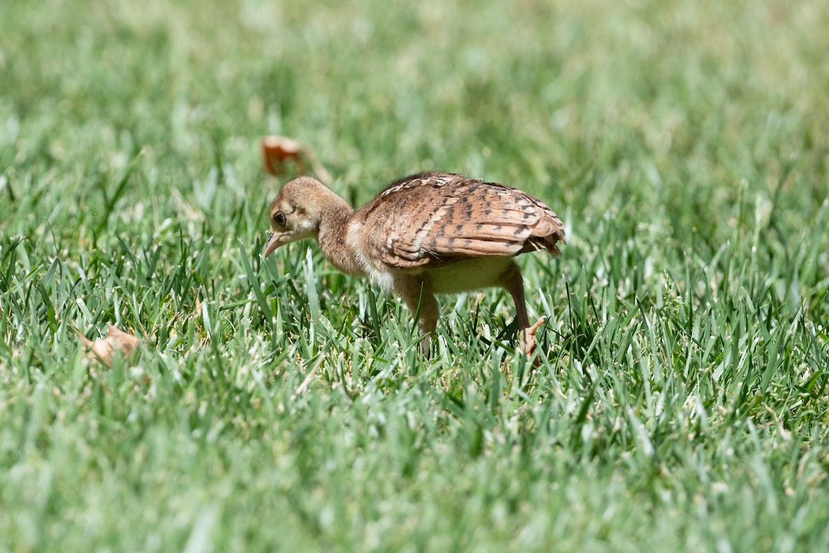 Indian Peafowl (Domestic type) - ML620898569