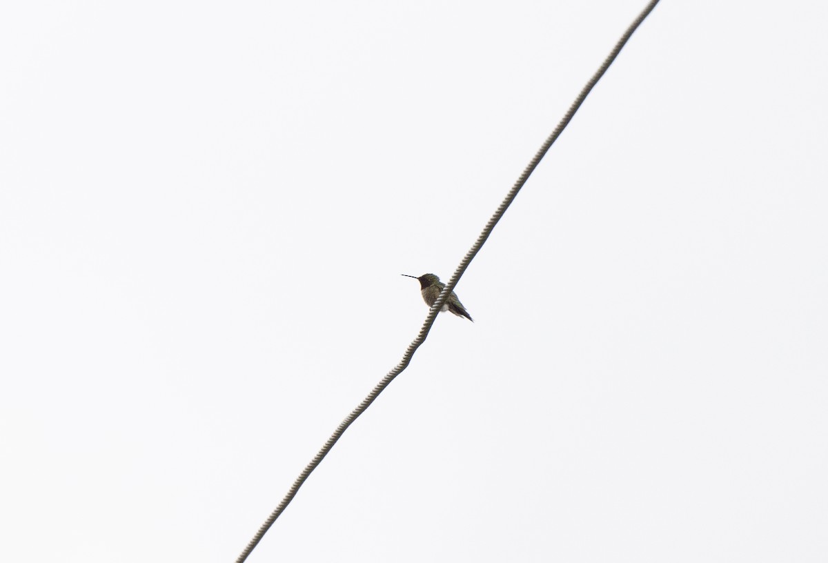 Ruby-throated Hummingbird - Marilyn White
