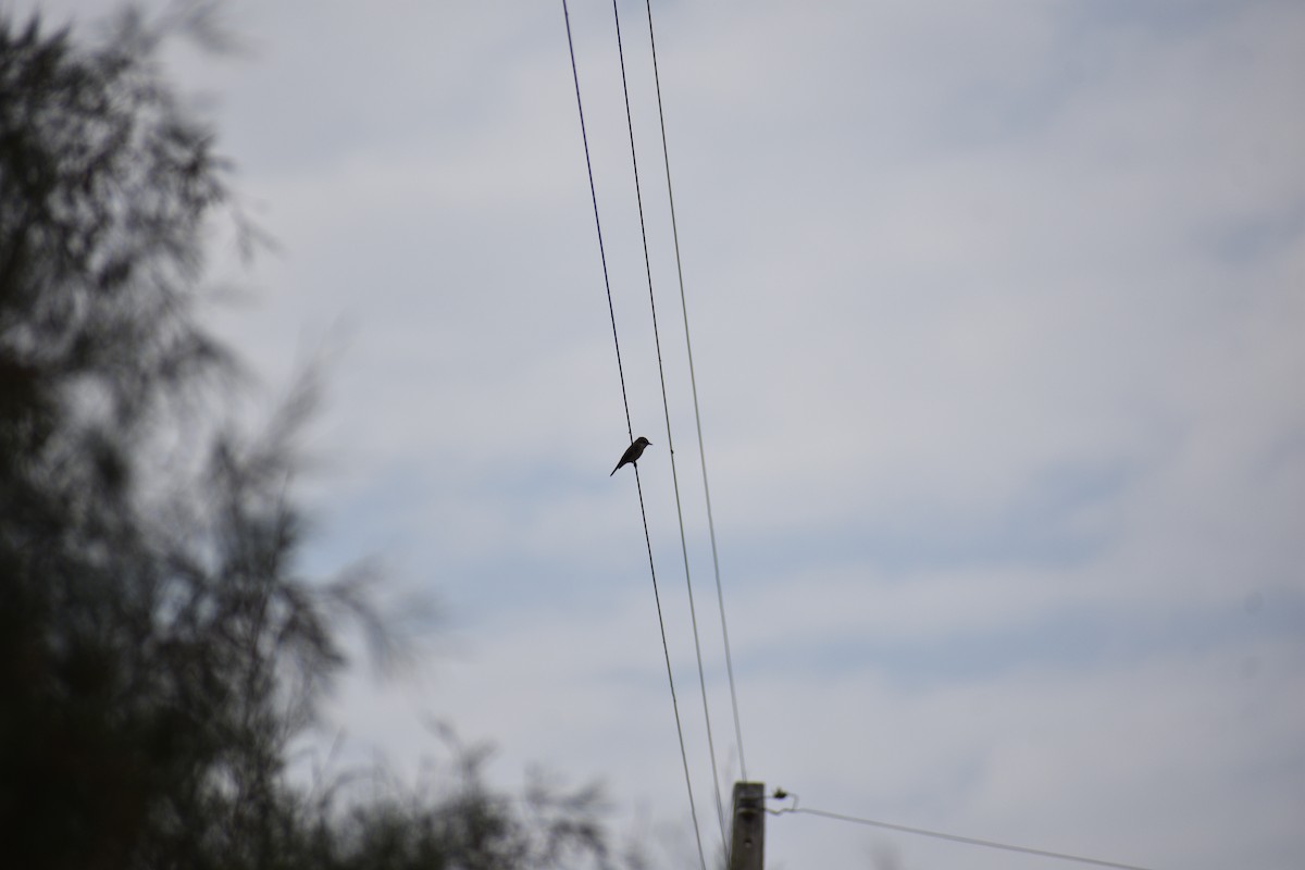 Vermilion Flycatcher - ML620898590