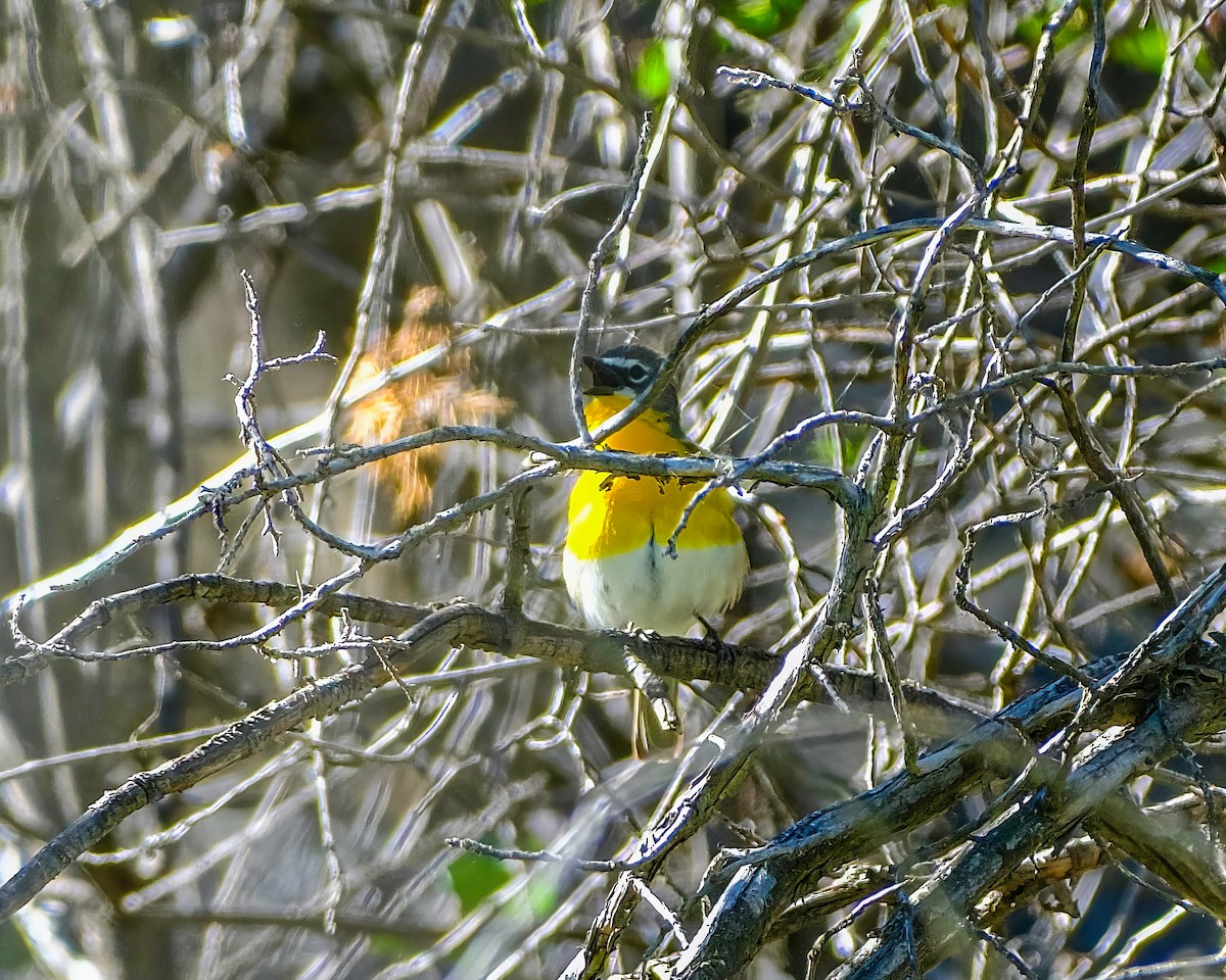 Yellow-breasted Chat - ML620898591