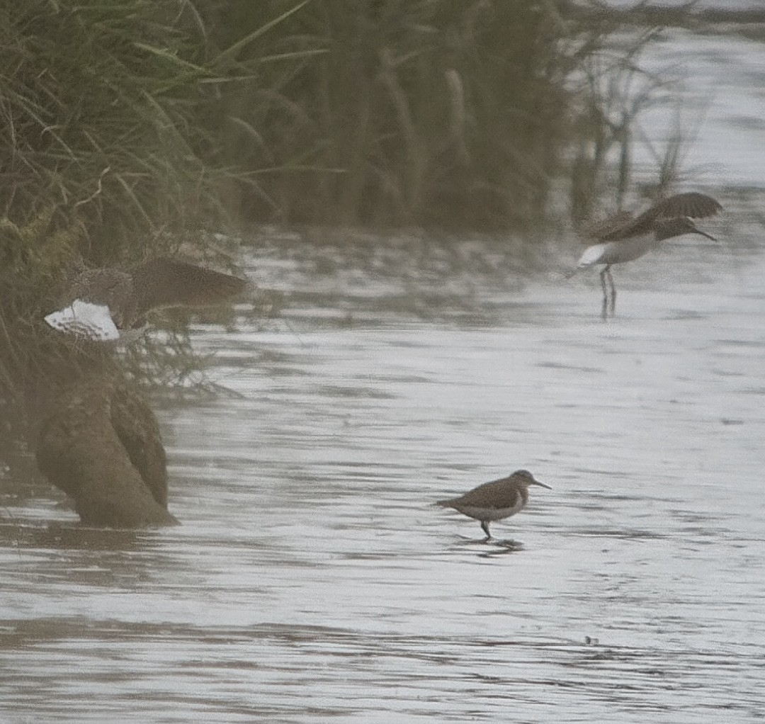 Green Sandpiper - ML620898600