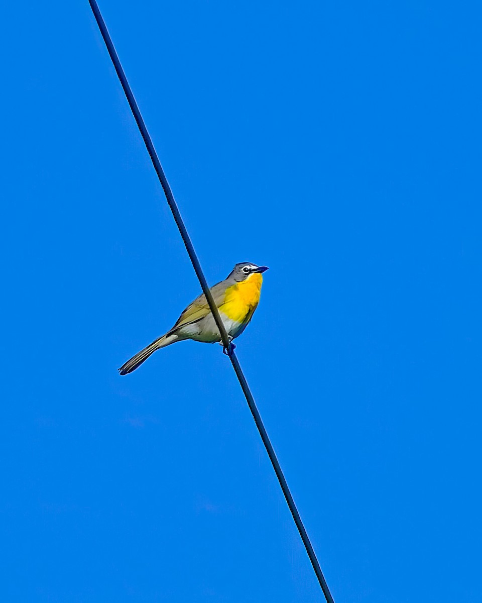 Yellow-breasted Chat - ML620898602