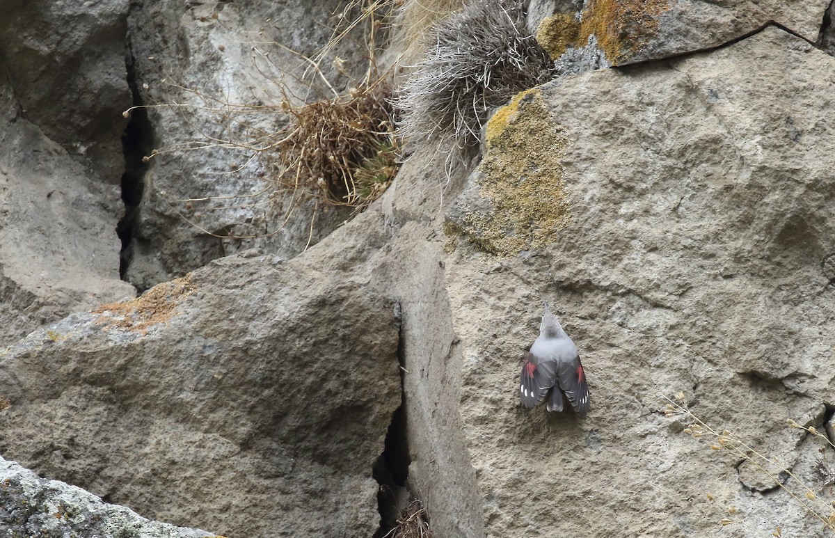 Wallcreeper - ML620898604