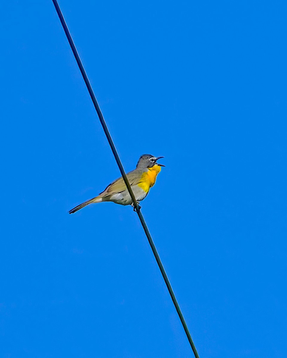Yellow-breasted Chat - ML620898610
