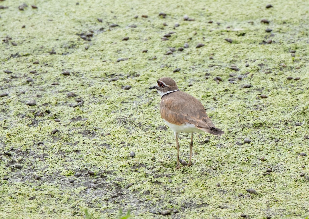 Killdeer - ML620898611