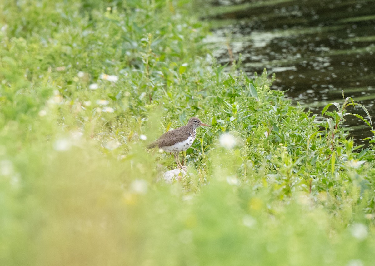 Spotted Sandpiper - ML620898620