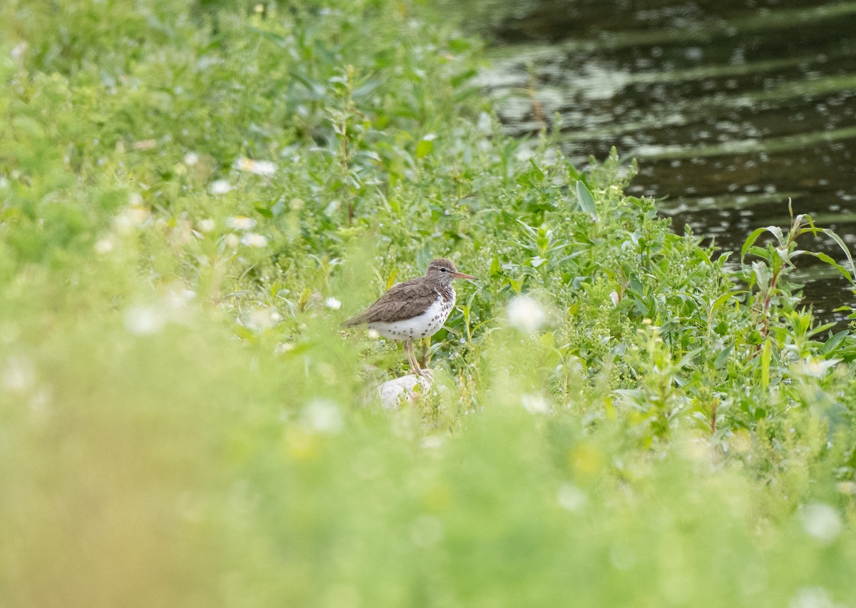 Spotted Sandpiper - ML620898622