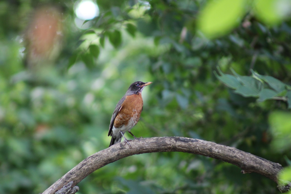 American Robin - ML620898623