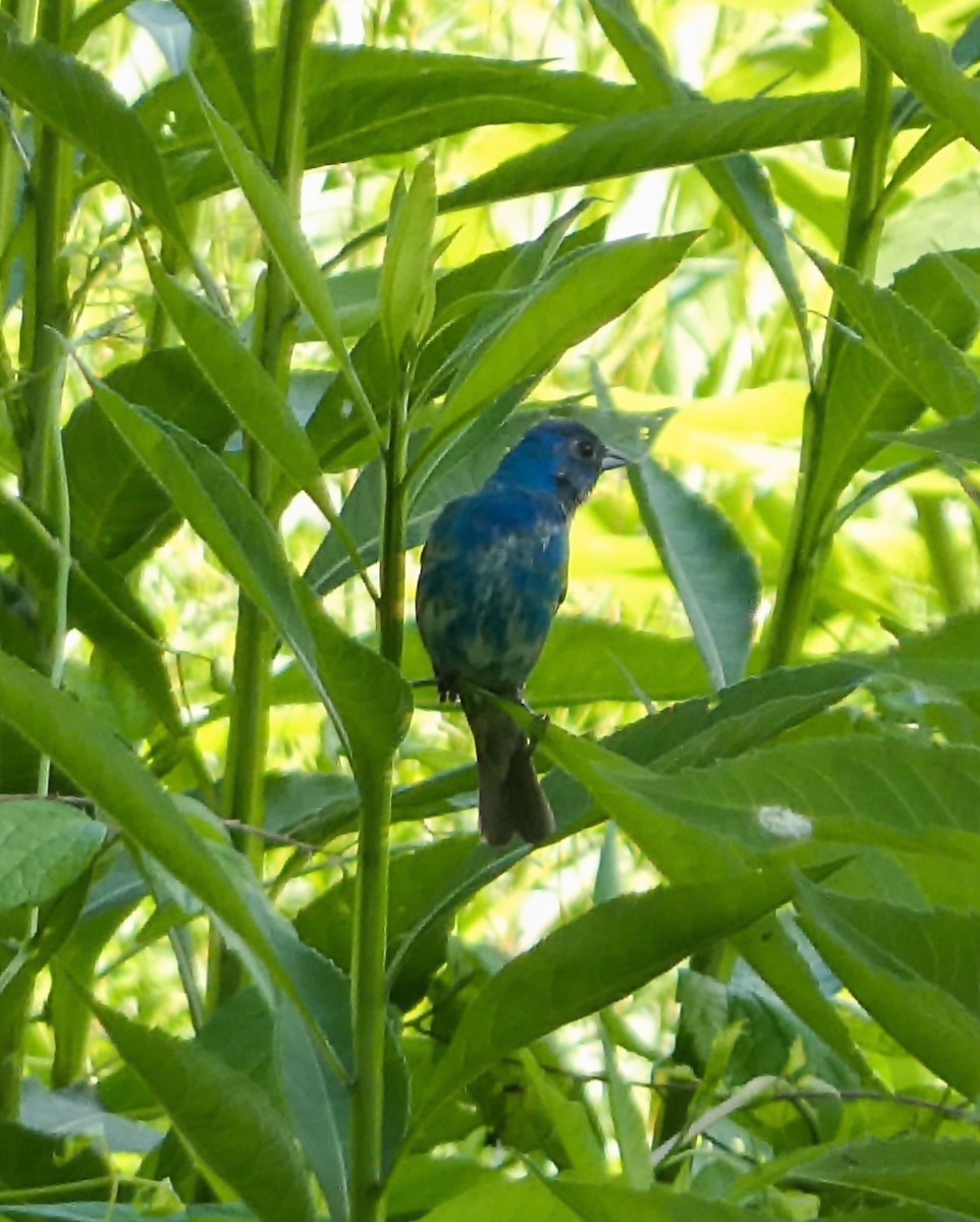 Indigo Bunting - ML620898624