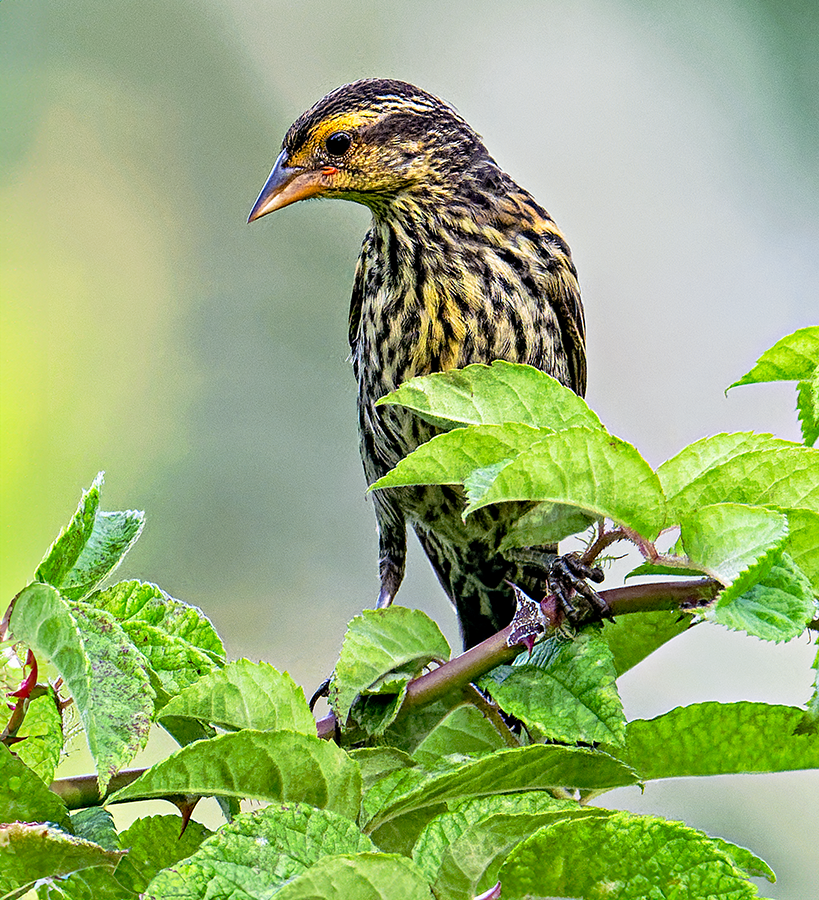 Red-winged Blackbird - ML620898628