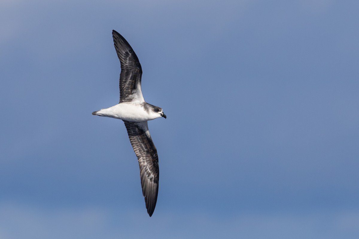 Desertas Petrel - Katarzyna Kucharska