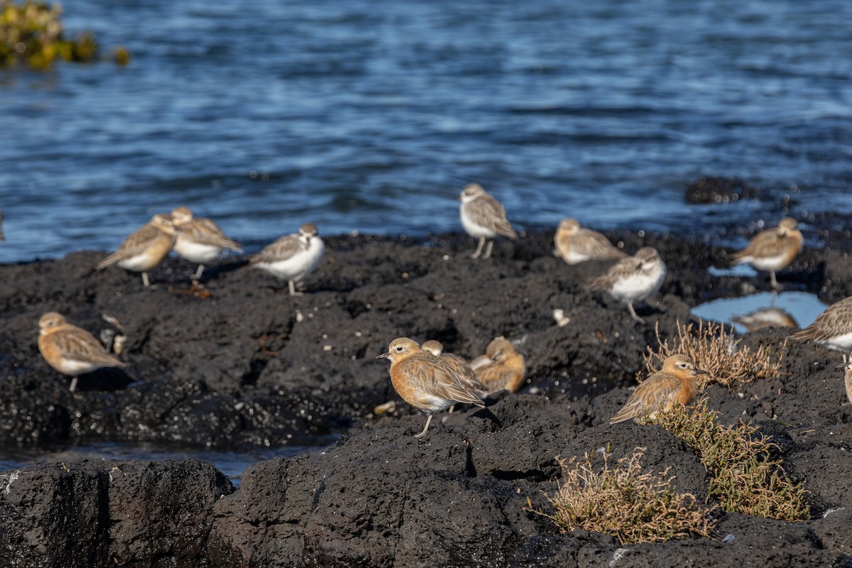Red-breasted Dotterel - ML620898640