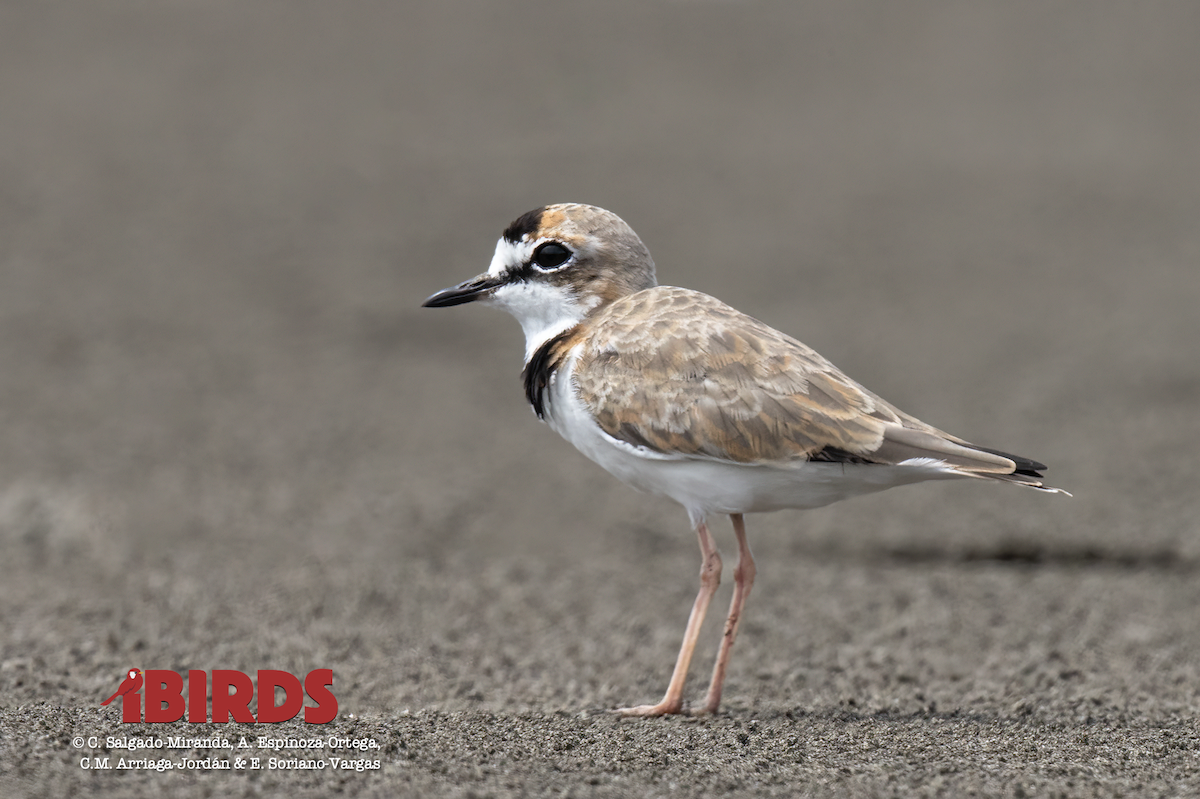 Collared Plover - ML620898645