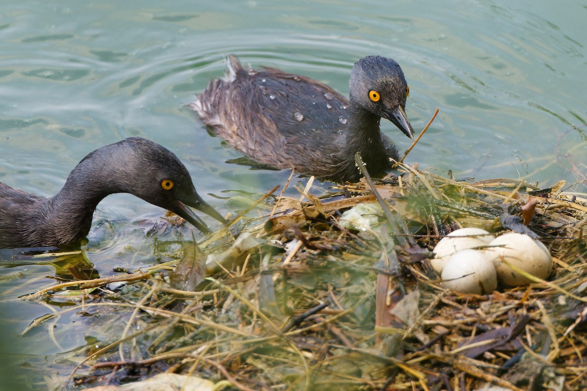 Least Grebe - ML620898686