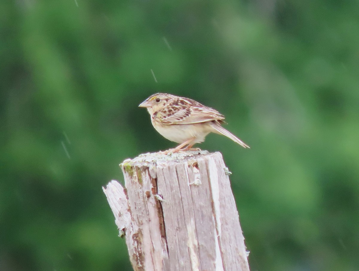 Grasshopper Sparrow - Lori Arent