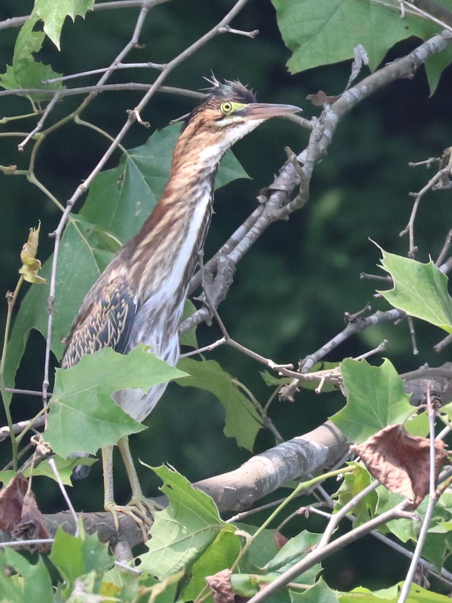 Green Heron - ML620898721